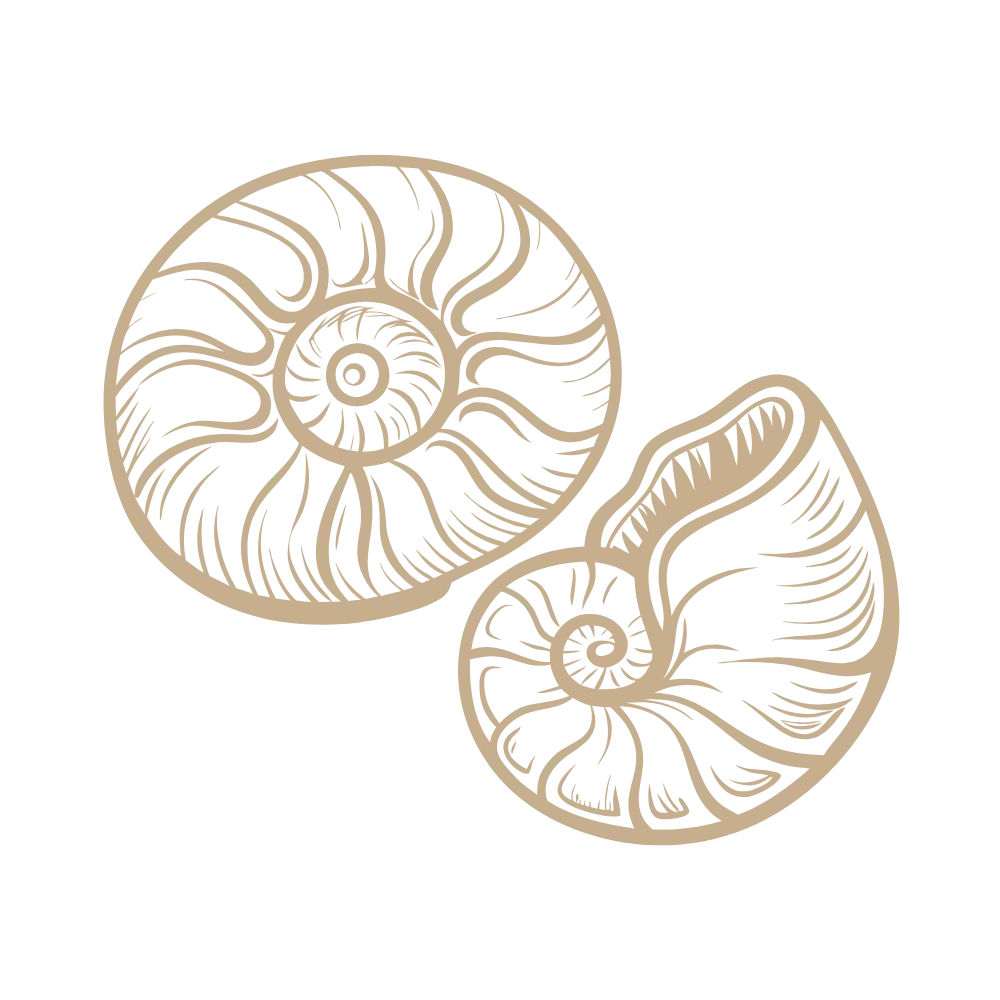 le linge du bassin - coquillage 2